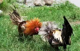 Places, Where Tagalog is spoken